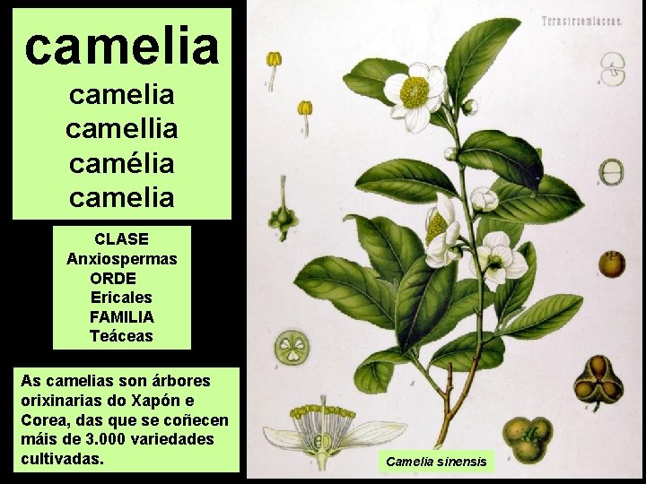 camelia camellia camélia camelia CLASE Anxiospermas ORDE Ericales FAMILIA Teáceas As camelias son árbores