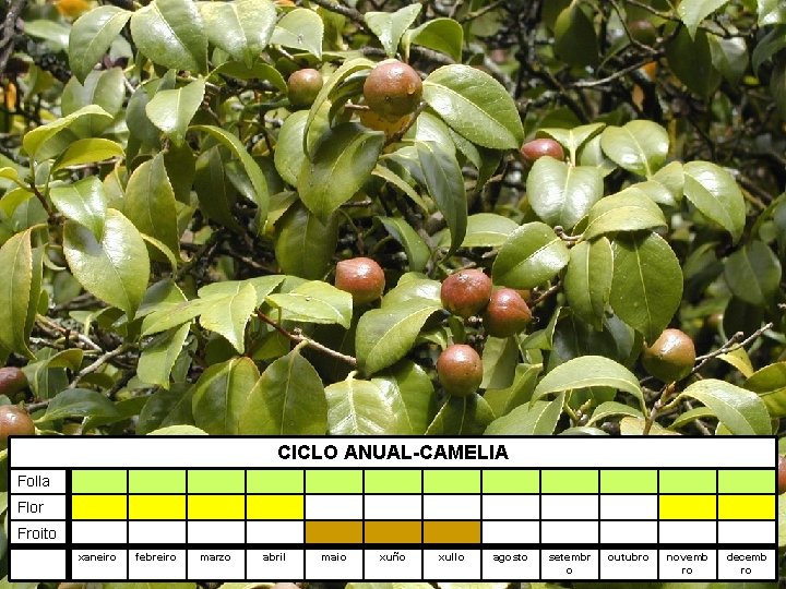 CICLO ANUAL-CAMELIA Folla Flor Froito xaneiro febreiro marzo abril maio xuño xullo agosto setembr