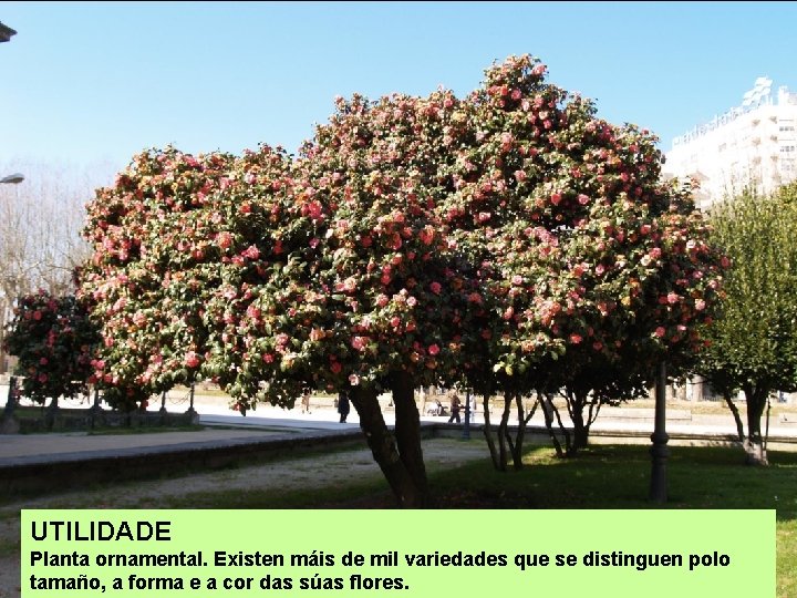 UTILIDADE Planta ornamental. Existen máis de mil variedades que se distinguen polo tamaño, a