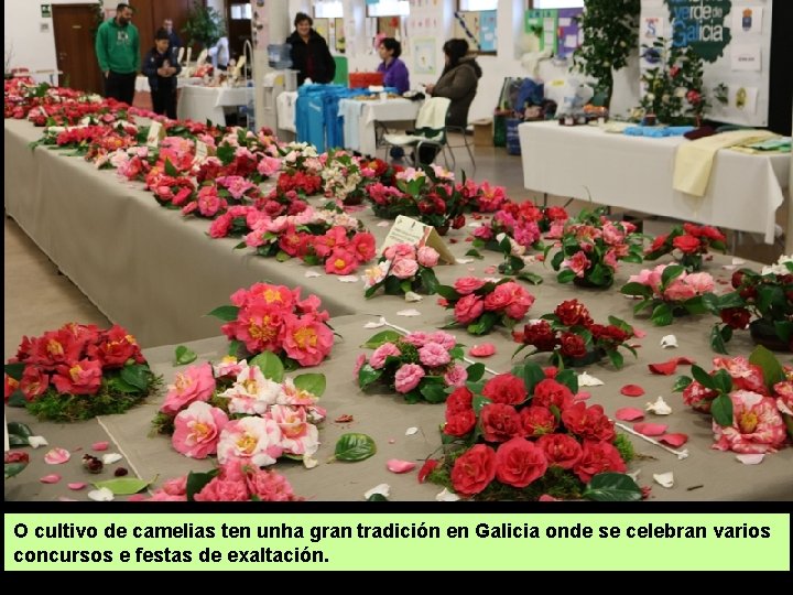 O cultivo de camelias ten unha gran tradición en Galicia onde se celebran varios