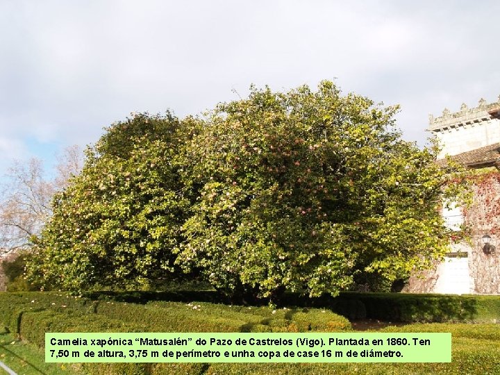 Camelia xapónica “Matusalén” do Pazo de Castrelos (Vigo). Plantada en 1860. Ten 7, 50