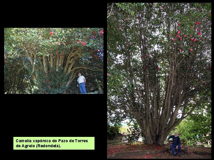 Camelia xapónica do Pazo de Torres de Agrelo (Redondela). 