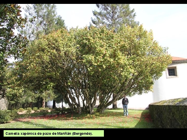 Camelia xapónica do pazo de Mariñán (Bergondo). 