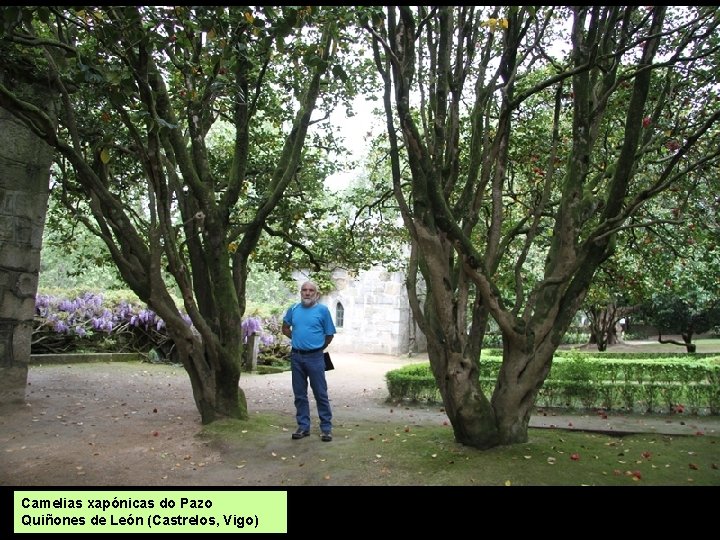 Camelias xapónicas do Pazo Quiñones de León (Castrelos, Vigo) 