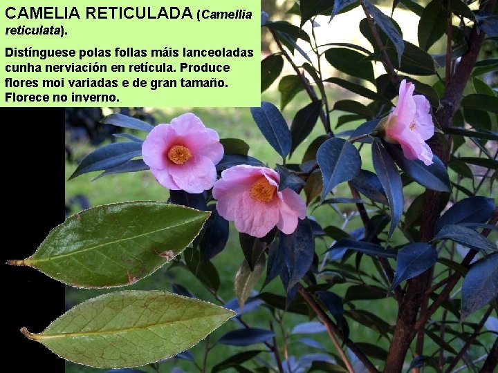 CAMELIA RETICULADA (Camellia reticulata). Distínguese polas follas máis lanceoladas cunha nerviación en retícula. Produce