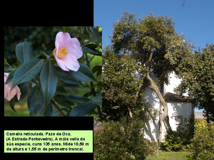 Camelia reticulada. Pazo de Oca. (A Estrada-Pontevedra). A máis vella da súa especie, cuns