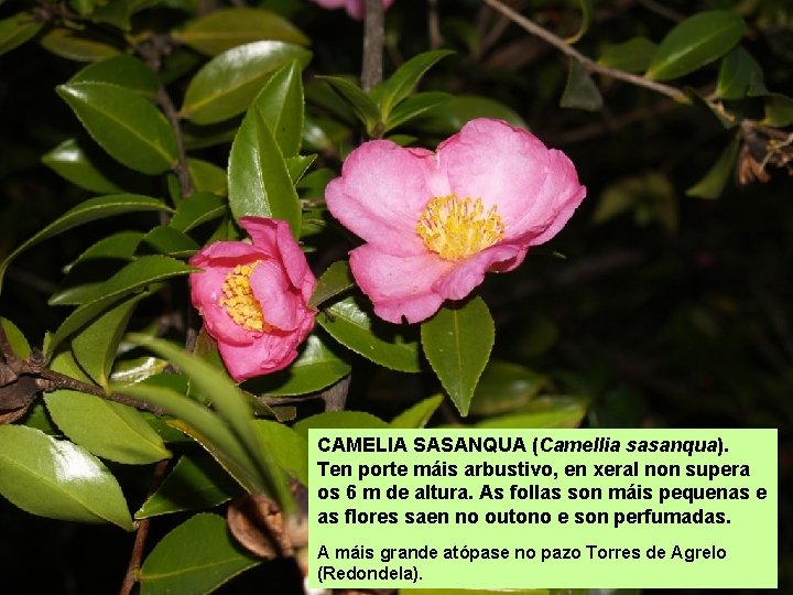 CAMELIA SASANQUA (Camellia sasanqua). Ten porte máis arbustivo, en xeral non supera os 6