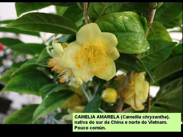 CAMELIA AMARELA (Camellia chrysantha). nativa do sur da China e norte do Vietnam. Pouco