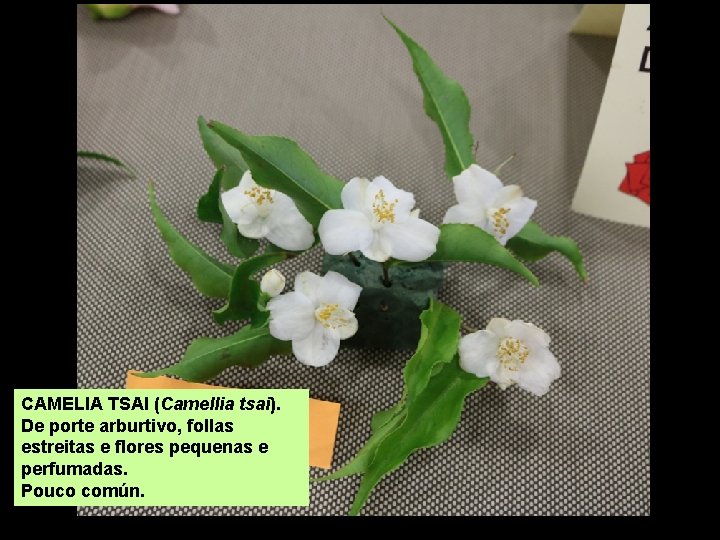 CAMELIA TSAI (Camellia tsai). De porte arburtivo, follas estreitas e flores pequenas e perfumadas.