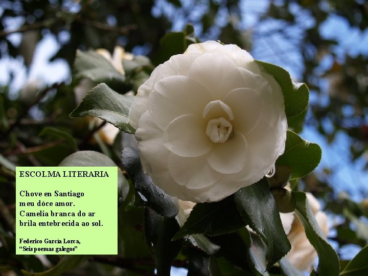 ESCOLMA LITERARIA Chove en Santiago meu dóce amor. Camelia branca do ar brila entebrecida