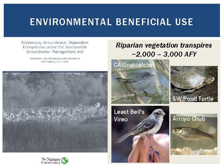 ENVIRONMENTAL BENEFICIAL USE Riparian vegetation transpires ~2, 000 – 3, 000 AFY CA Gnatcatcher