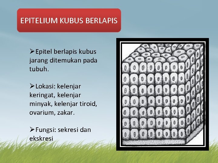 EPITELIUM KUBUS BERLAPIS ØEpitel berlapis kubus jarang ditemukan pada tubuh. ØLokasi: kelenjar keringat, kelenjar