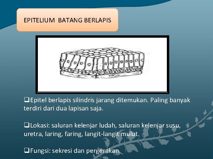 EPITELIUM BATANG BERLAPIS q. Epitel berlapis silindris jarang ditemukan. Paling banyak terdiri dari dua