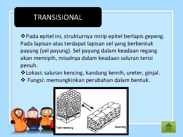 TRANSISIONAL v. Pada epitel ini, strukturnya mirip epitel berlapis gepeng. Pada lapisan atas terdapat