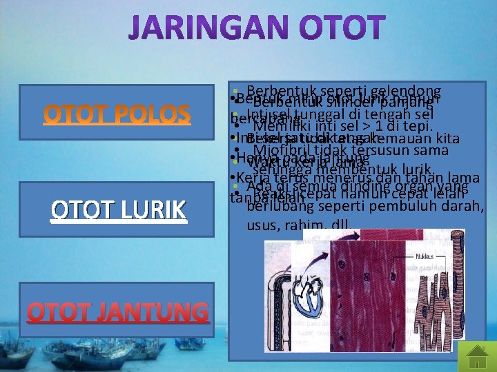 OTOT LURIK OTOT JANTUNG Berbentuk seperti gelendong • • • Bentuk mirip otot lurik