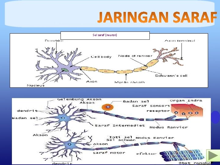 Sel saraf (neuron) 