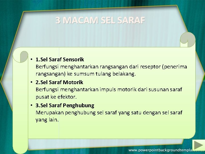 3 MACAM SEL SARAF • 1. Sel Saraf Sensorik Berfungsi menghantarkan rangsangan dari reseptor