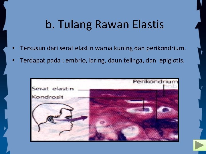 b. Tulang Rawan Elastis • Tersusun dari serat elastin warna kuning dan perikondrium. •