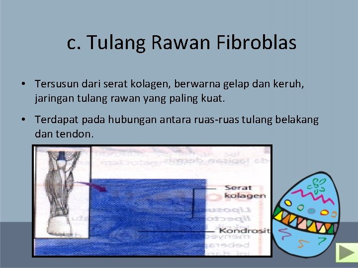 c. Tulang Rawan Fibroblas • Tersusun dari serat kolagen, berwarna gelap dan keruh, jaringan