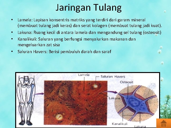 Jaringan Tulang • Lamela: Lapisan konsentris matriks yang terdiri dari garam mineral (membuat tulang