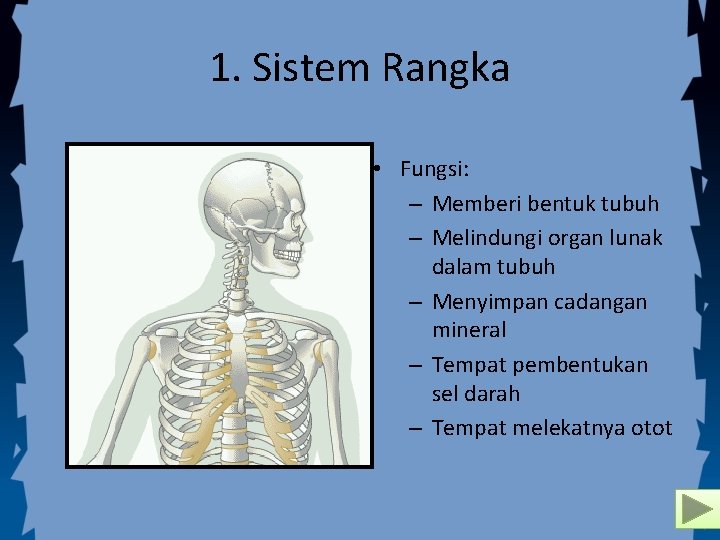 1. Sistem Rangka • Fungsi: – Memberi bentuk tubuh – Melindungi organ lunak dalam