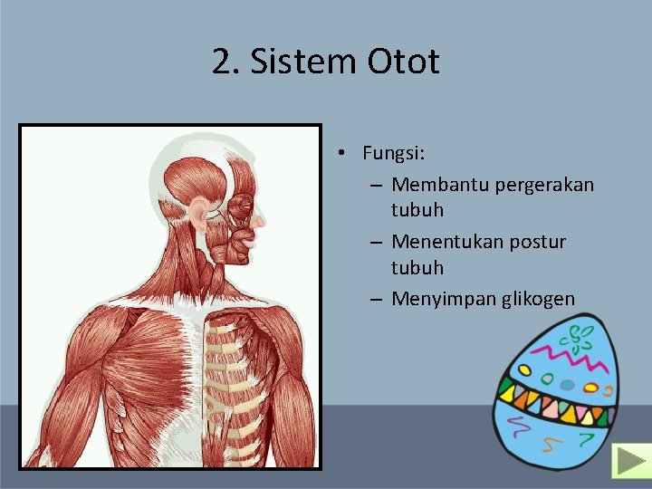 2. Sistem Otot • Fungsi: – Membantu pergerakan tubuh – Menentukan postur tubuh –