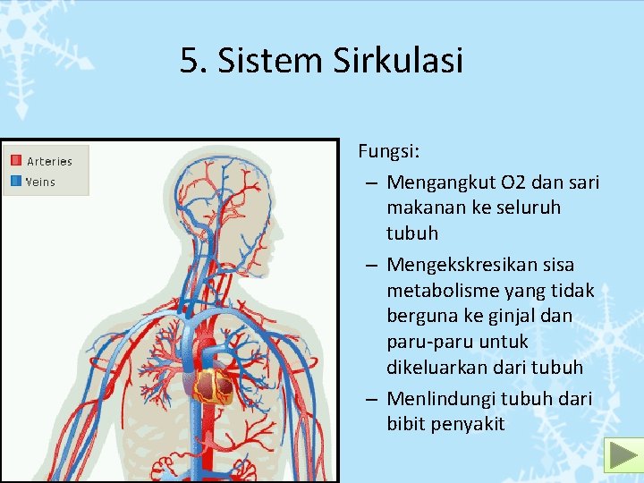 5. Sistem Sirkulasi • Fungsi: – Mengangkut O 2 dan sari makanan ke seluruh