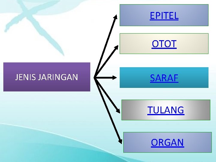 EPITEL OTOT JENIS JARINGAN SARAF TULANG ORGAN 