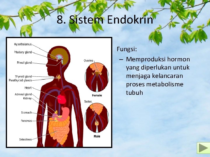 8. Sistem Endokrin • Fungsi: – Memproduksi hormon yang diperlukan untuk menjaga kelancaran proses