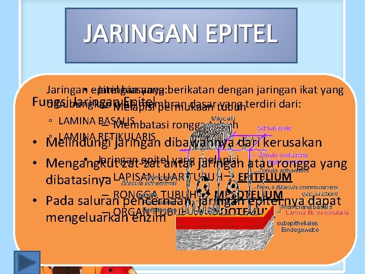 JARINGAN EPITEL • Jaringan • epitel Jaringan biasanya yang: berikatan dengan jaringan ikat yang