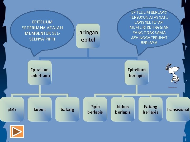 EPITELIUM SEDERHANA ADALAH MEMBENTUK SELSELNYA PIPIH jaringan epitel Epitelium sederhana pipih kubus EPITELIUM BERLAPIS