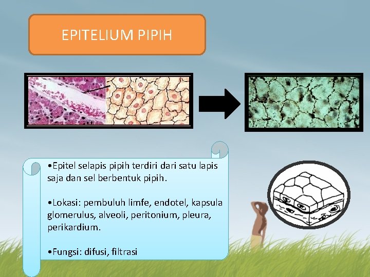 EPITELIUM PIPIH • Epitel selapis pipih terdiri dari satu lapis saja dan sel berbentuk
