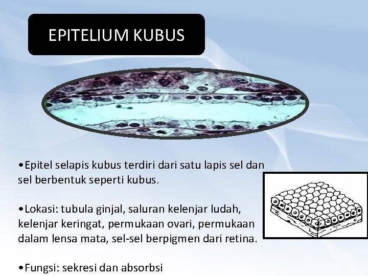 EPITELIUM KUBUS • Epitel selapis kubus terdiri dari satu lapis sel dan sel berbentuk