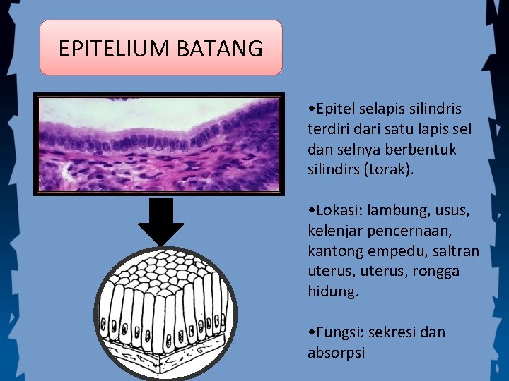 EPITELIUM BATANG • Epitel selapis silindris terdiri dari satu lapis sel dan selnya berbentuk