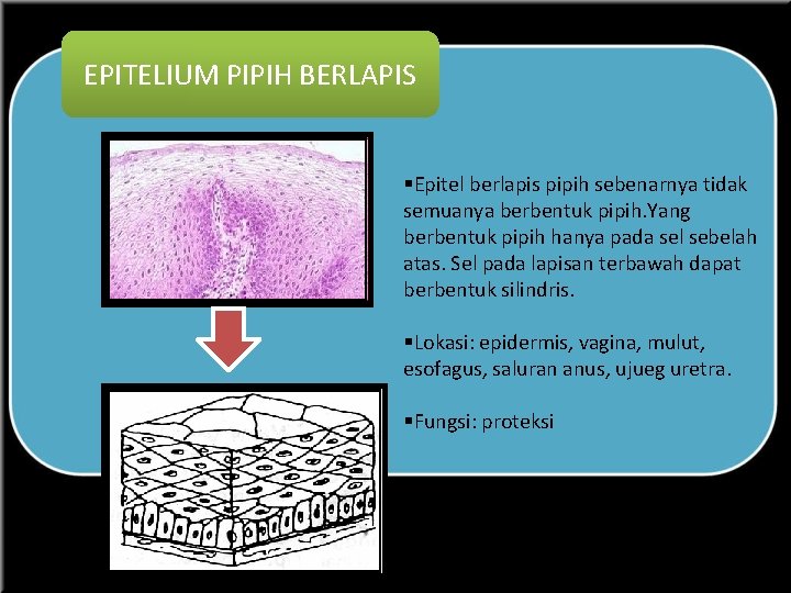 EPITELIUM PIPIH BERLAPIS §Epitel berlapis pipih sebenarnya tidak semuanya berbentuk pipih. Yang berbentuk pipih