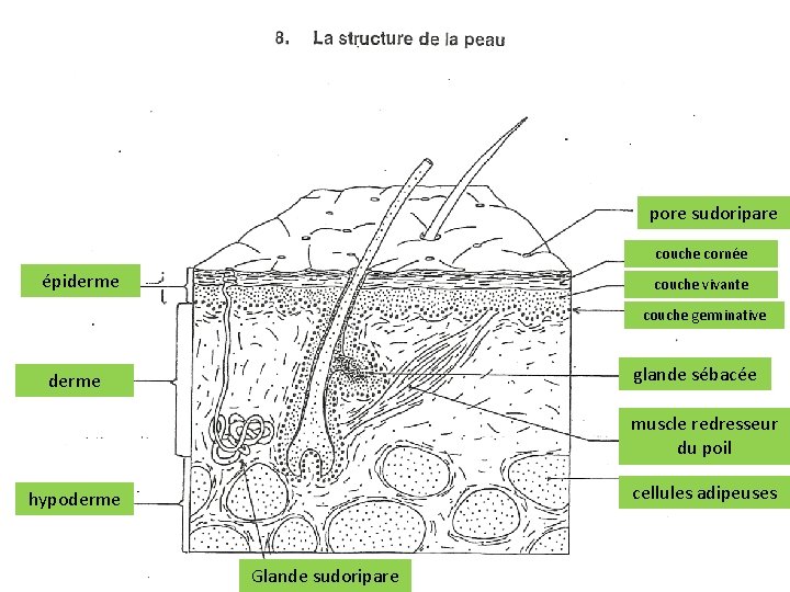 pore sudoripare couche cornée épiderme couche vivante couche germinative glande sébacée derme muscle redresseur