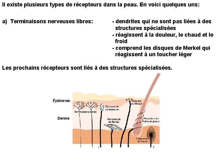 Il existe plusieurs types de récepteurs dans la peau. En voici quelques uns: a)