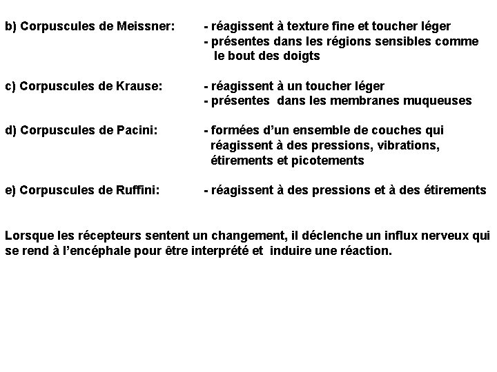 b) Corpuscules de Meissner: - réagissent à texture fine et toucher léger - présentes