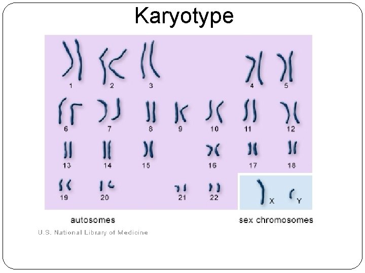 Karyotype 