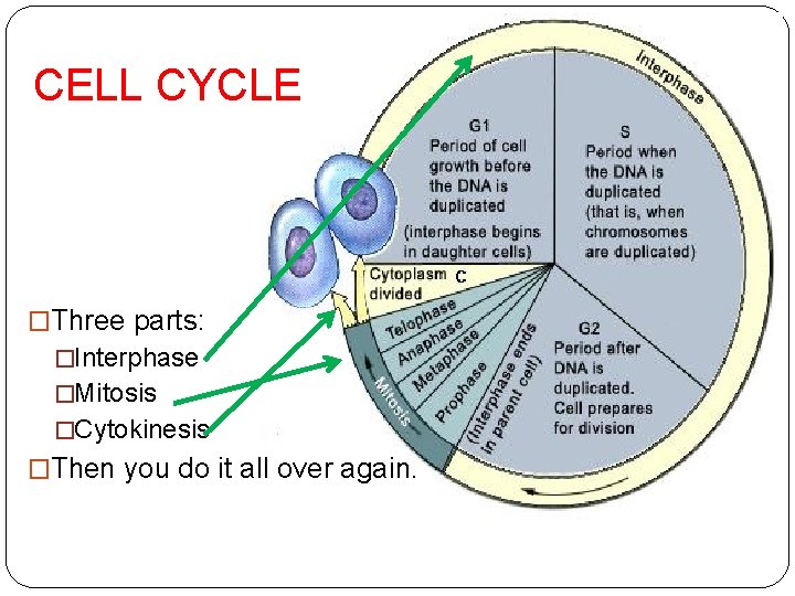 CELL CYCLE �Three parts: �Interphase �Mitosis �Cytokinesis �Then you do it all over again.