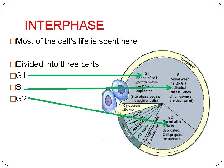 INTERPHASE �Most of the cell’s life is spent here. �Divided into three parts: �G