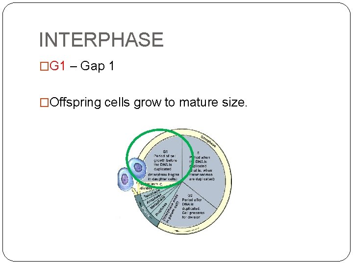 INTERPHASE �G 1 – Gap 1 �Offspring cells grow to mature size. 