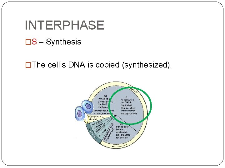 INTERPHASE �S – Synthesis �The cell’s DNA is copied (synthesized). 