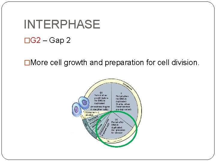 INTERPHASE �G 2 – Gap 2 �More cell growth and preparation for cell division.