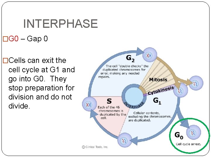 INTERPHASE �G 0 – Gap 0 �Cells can exit the cell cycle at G