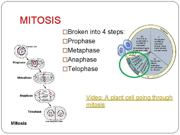 MITOSIS �Broken into 4 steps: �Prophase �Metaphase �Anaphase �Telophase Video: A plant cell going