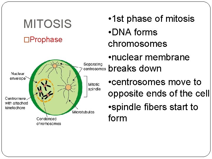MITOSIS �Prophase • 1 st phase of mitosis • DNA forms chromosomes • nuclear