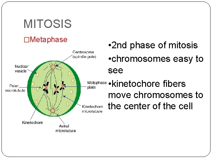 MITOSIS �Metaphase • 2 nd phase of mitosis • chromosomes easy to see •