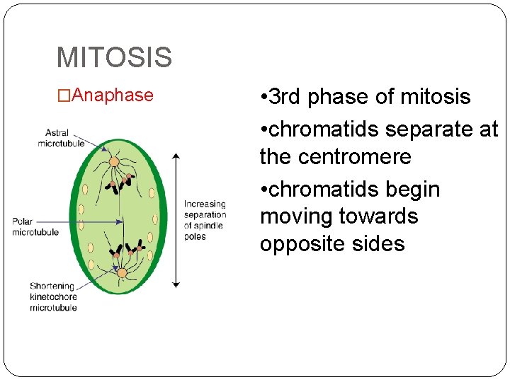 MITOSIS �Anaphase • 3 rd phase of mitosis • chromatids separate at the centromere