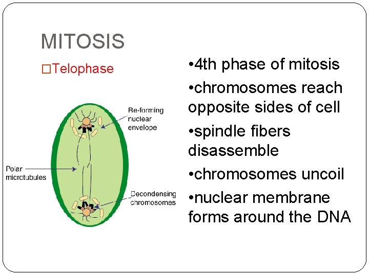 MITOSIS �Telophase • 4 th phase of mitosis • chromosomes reach opposite sides of